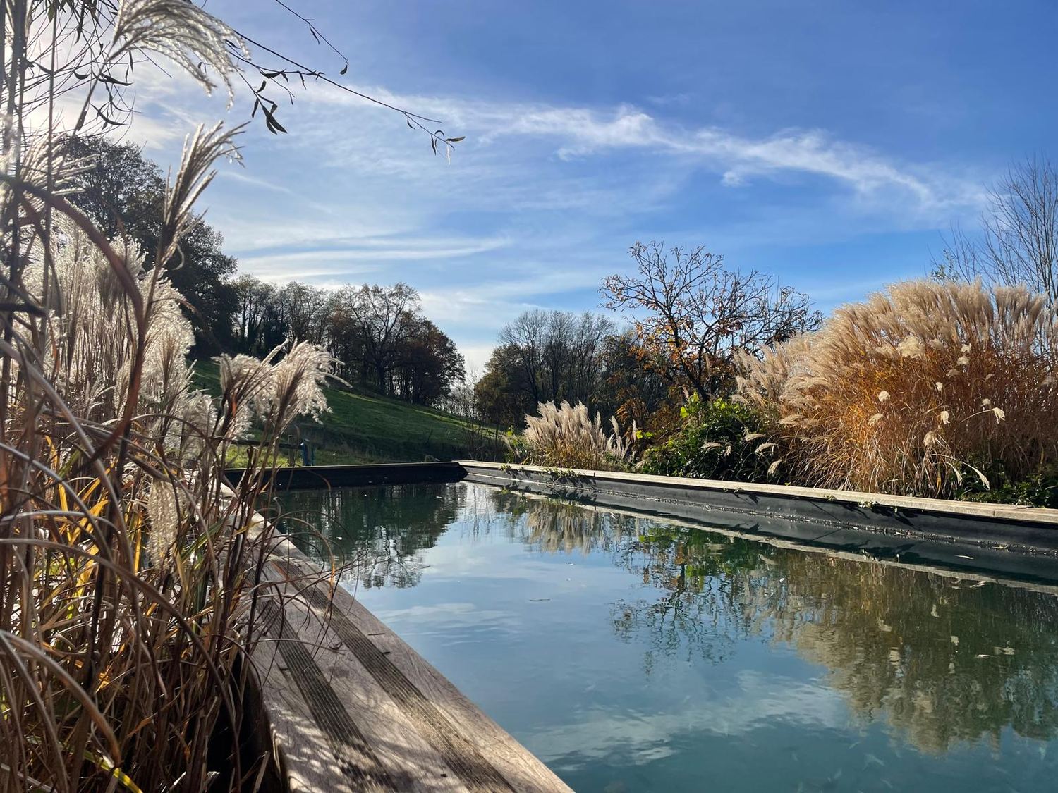 La piscine naturelle entourée de graminées